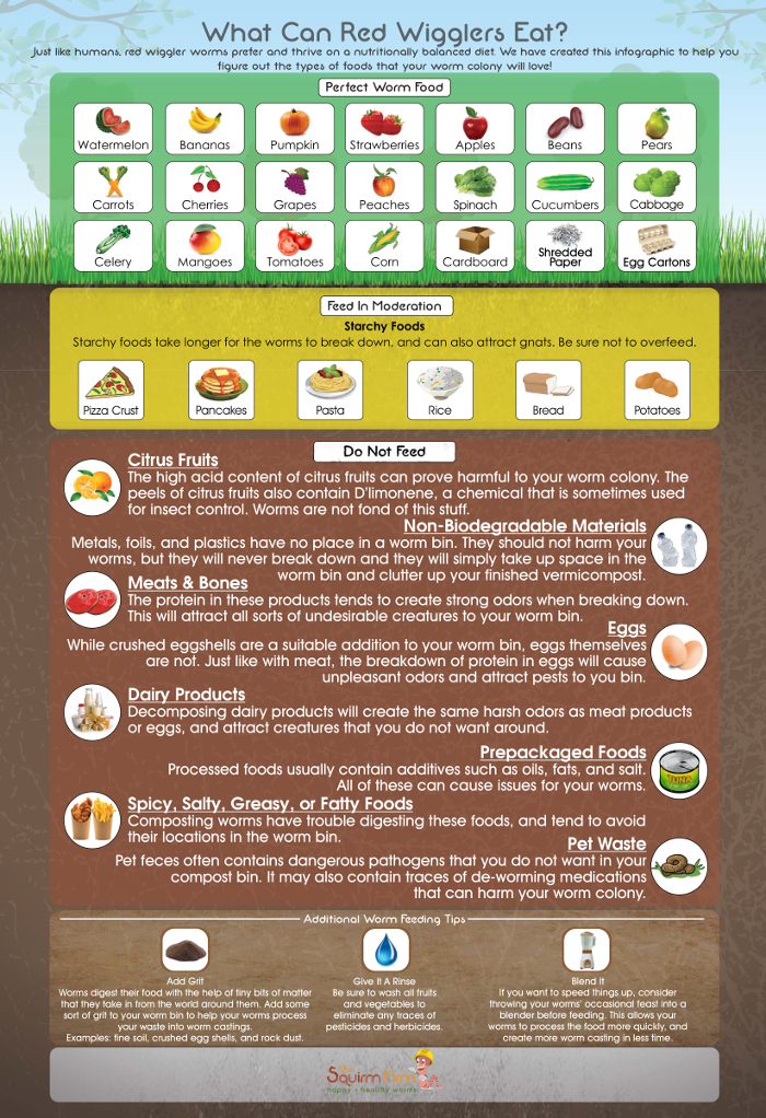 What Can Red Wiggler Worms Eat Infographic 