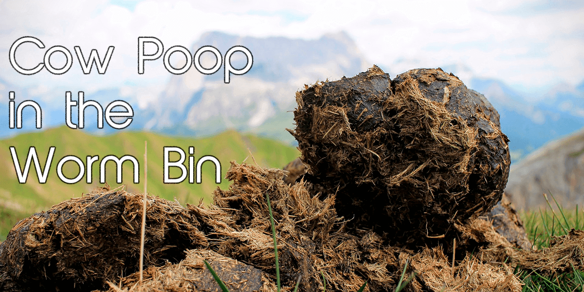 Cow Poop In The Worm Bin