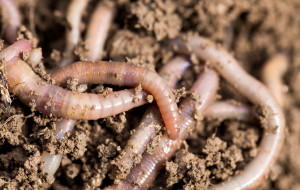 Why Red Wiggler Worms?