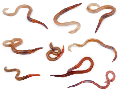 How Many Red Wigglers Do I Need To Start, How To Make A Worm Farm In Bathtub
