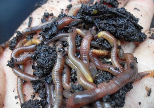 What Are Worm Castings