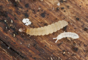 What Are The Little White Bugs In My Worm Compost? - 2