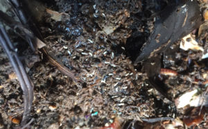 What Are The Little White Bugs In My Worm Compost?