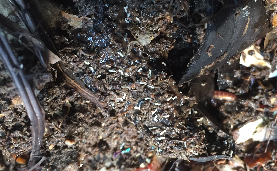 What are the Little White Bugs in My Worm Compost?