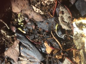 How To Easily Harvest Your Black Gold Worm Compost 2