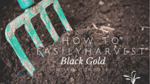 How To Easily Harvest Your Black Gold Worm Compost