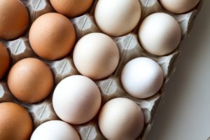 egg create shell in worm bin