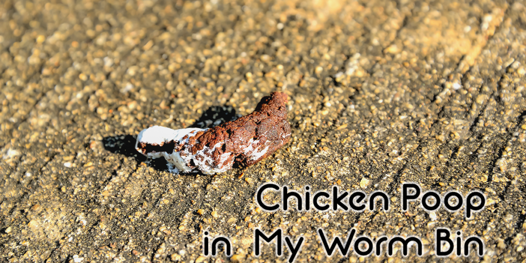 Chicken poop in my worm bin (1)