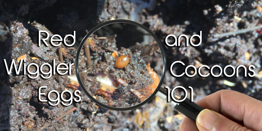 European Nightcrawler Cocoons (Eisenia Hortensis egg capsules