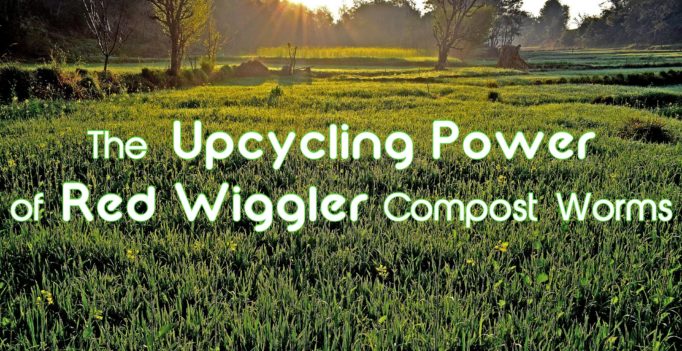 The Upcycling Power of Red Wiggler Compost Worms
