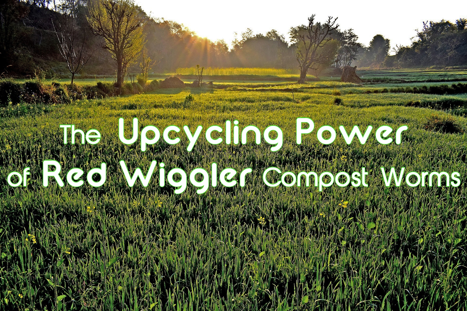 The Upcycling Power Of Red Wiggler Compost Worms 