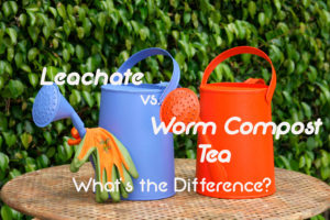 Leachate vs. Worm Compost Tea What’s the Difference?