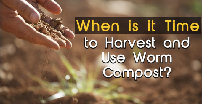 When Is it Time to Harvest and Use Worm Compost?