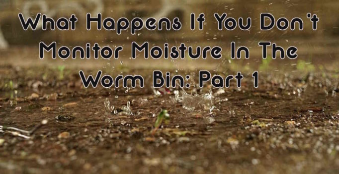 What Happens If You Don’t Monitor Moisture in the Worm Bin: Part 1