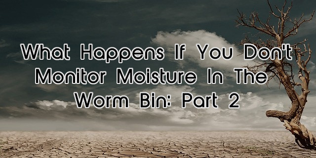 What happens if you don’t monitor moisture in the worm bin: Part 2