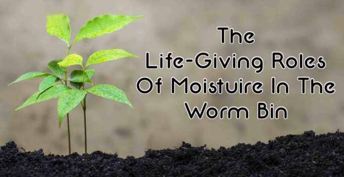 The Life-Giving Roles of Moisture in the Worm Bin