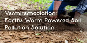 Vermiremediation: Earth’s Worm Powered Soil Pollution Solution